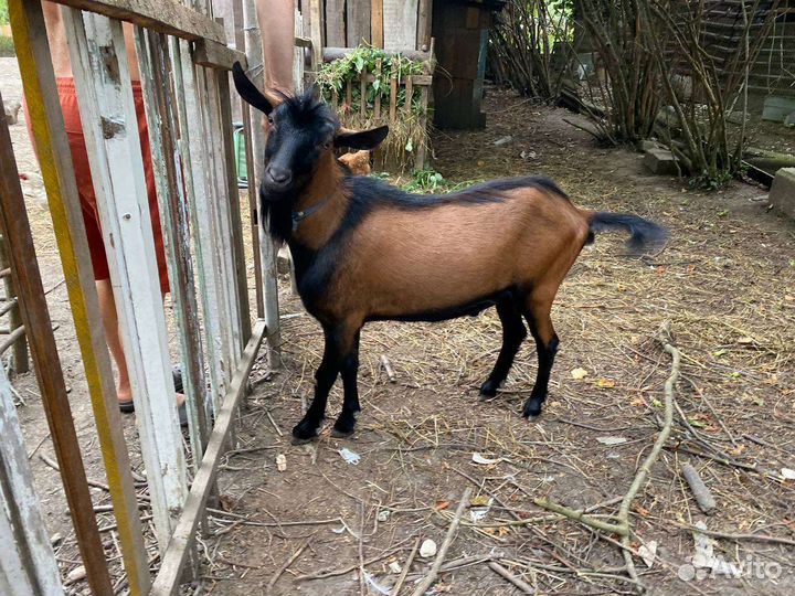 Чешские Козочки