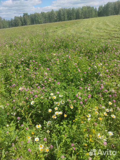 Сено в рулонах