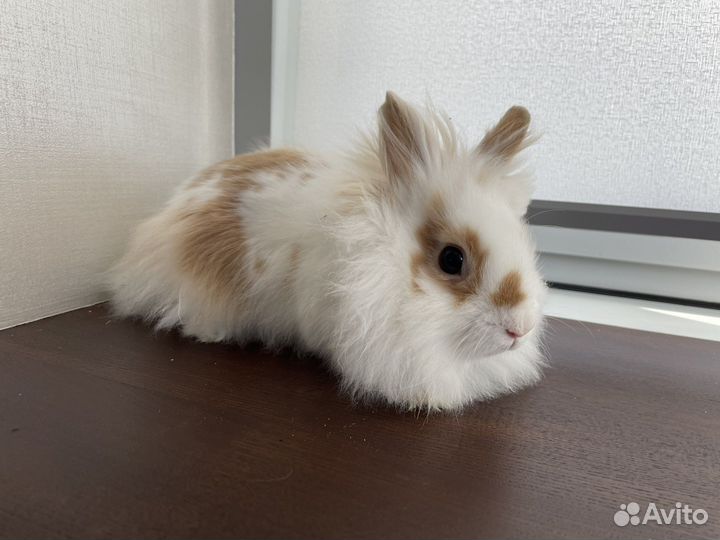 Львиноголовый кролик