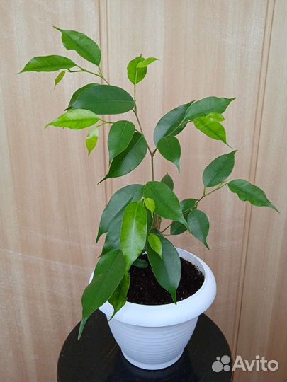 Фикусы каучуконосные и бенджамина