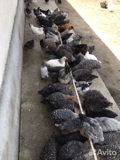 Молодые курочки, петухи и циплята