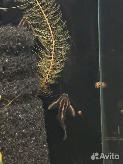 Сомики коридорасы