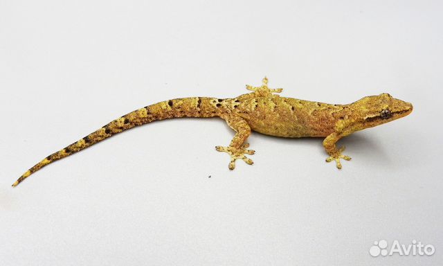 Фруктоядные гекконы (Lepidodactylus lugubris)