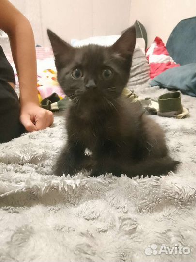 Котенок девочка в добрые руки