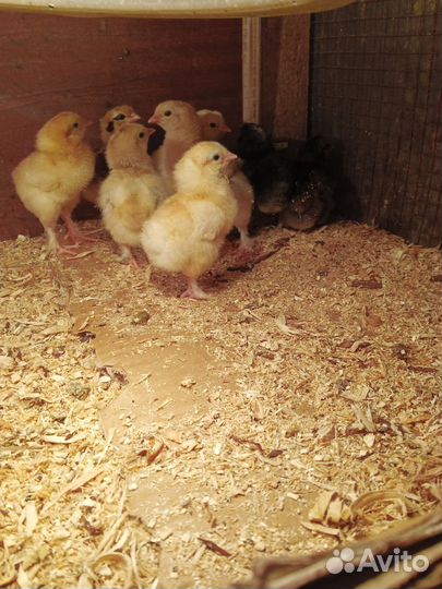 Цыплята