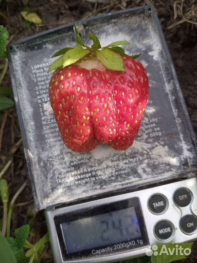 Земклуника Купчиха,Кокинская и Холковская