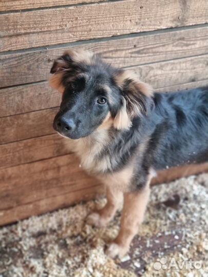 Собака Шкипер