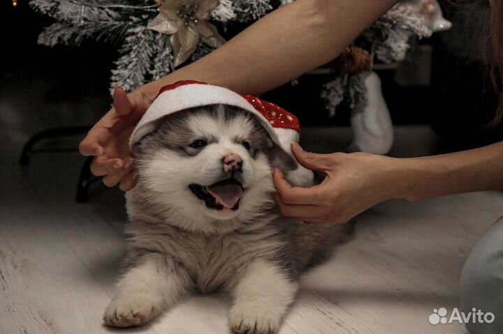 Щенки маламут