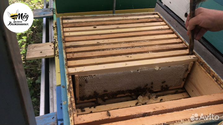 Мёд башкирский свежий. Собственная пасека