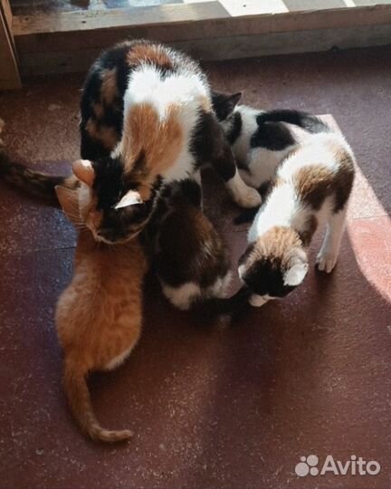 5 котят. Приходите