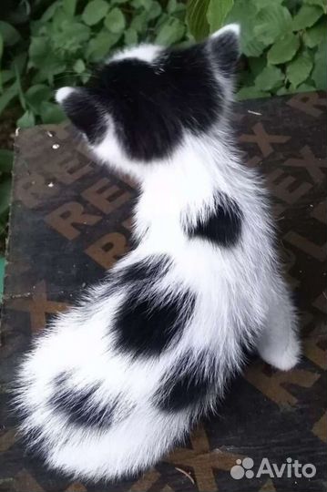 Красотка Коко, 1,5 мес., в дар