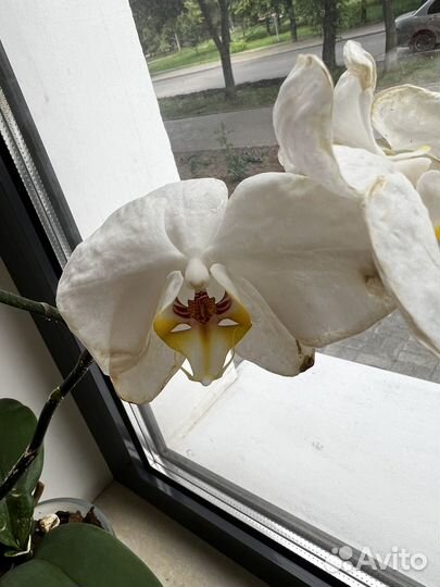 Орхидея фаленопсис