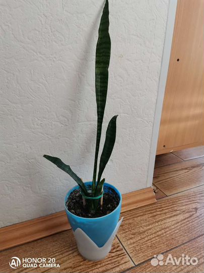 Сансевиерия ханни обмен