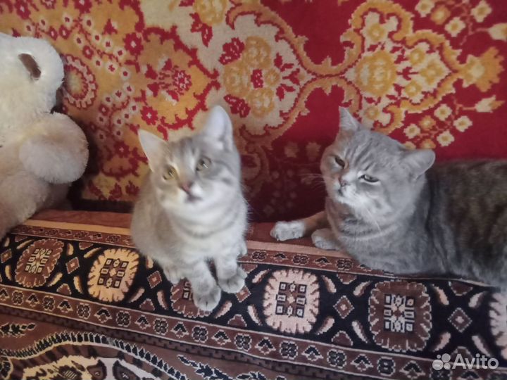 Шотландская