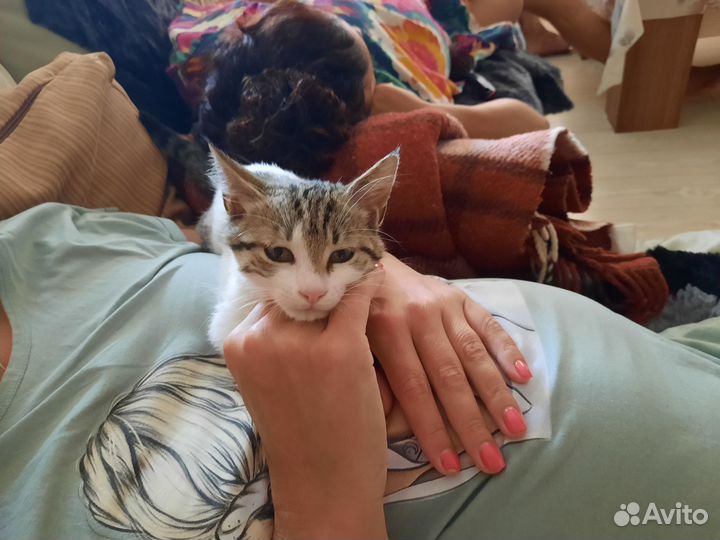 Котята в добрые руки