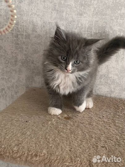 Котята мейн-кун