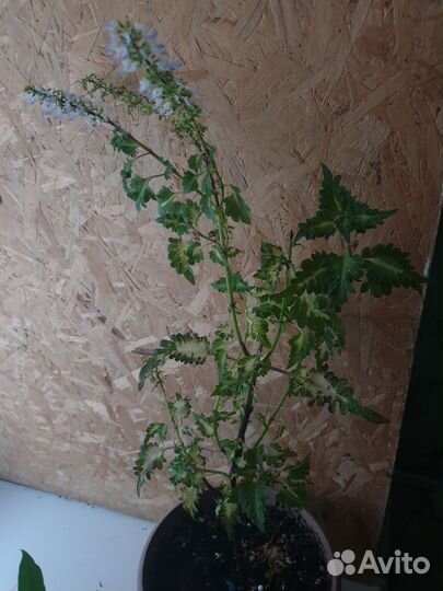 Колеусы вегетативные