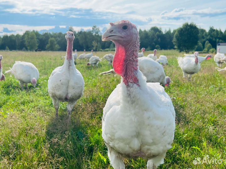 Индейка домашняя тушкой или частями