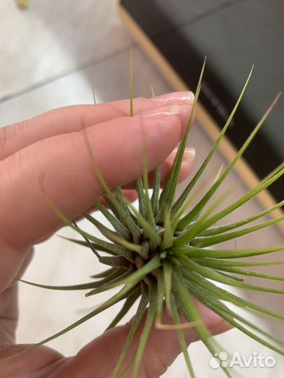 Тилландсия атмосферная