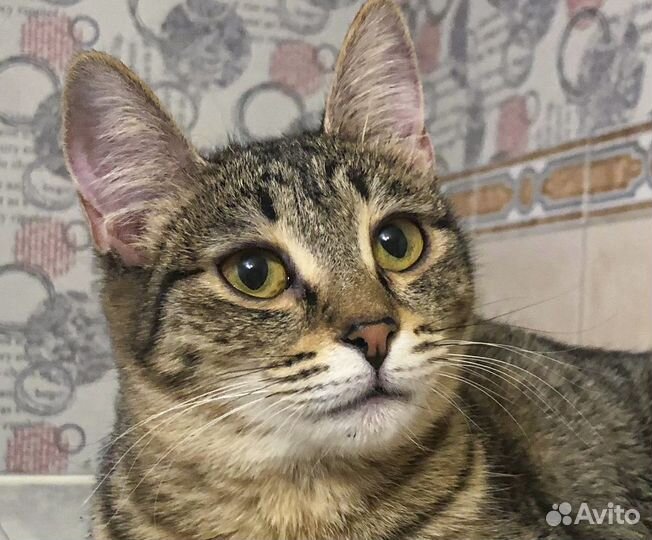 Чуча - стерильная подросток-девочка в дар