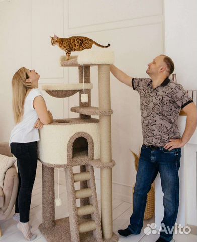 Когтеточка комплекс для мейн куна купить в Екатеринбурге | Животные и ...