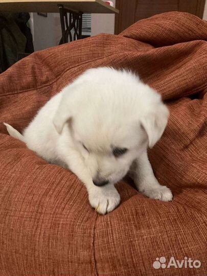 Щенок в добрые руки бесплатно маленькая порода