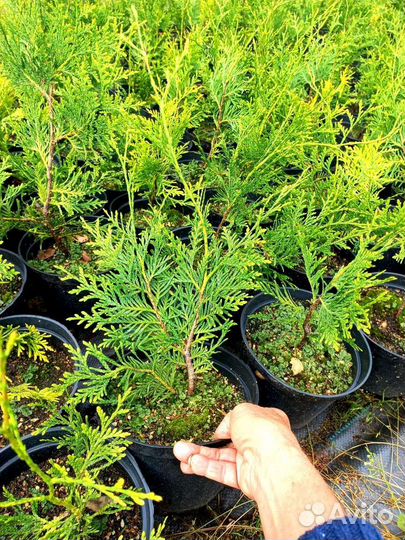 Хвойники P9 П9 (Смарагд, Брабант)