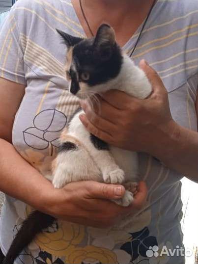 Трехцветная кошечка ищет дом