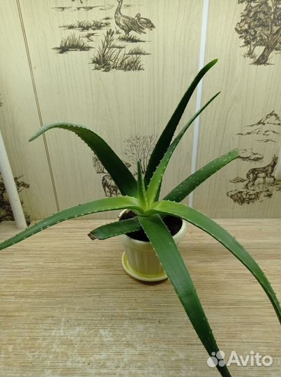 Алоэ лечебное