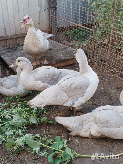 Мускусные утки лаванда