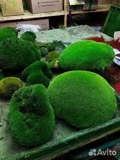 Кочка в ассотрименете