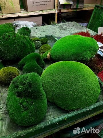 Кочка в ассотрименете