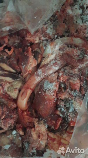 Собачья радость