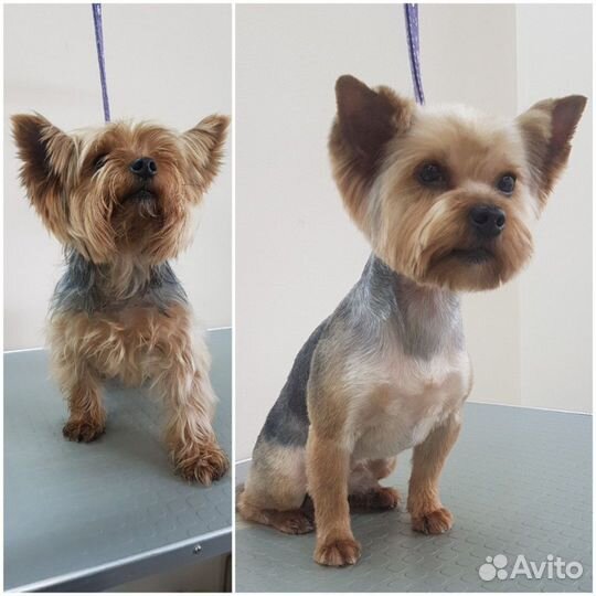 Стрижка собак