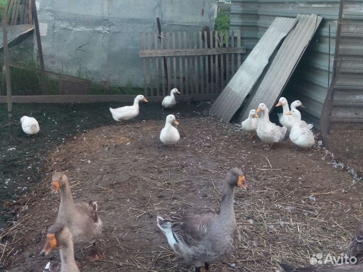 Гуси холмогоры-крупный серый