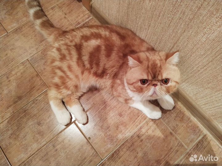 Очаровательный мальчик