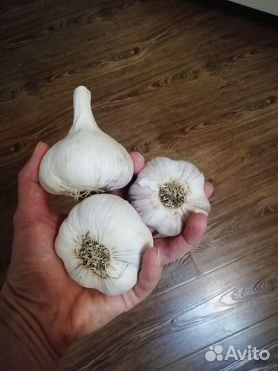 Чеснок домашний