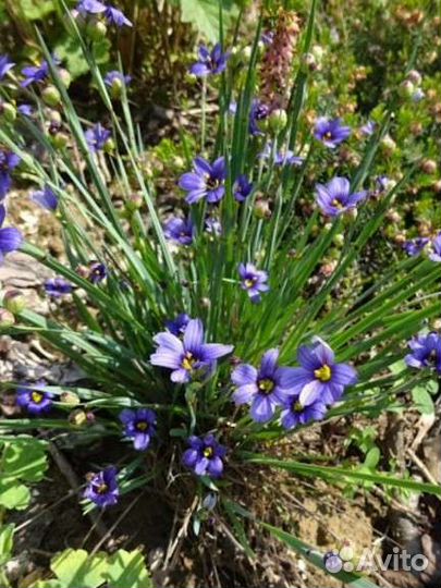 Сисюринхий (голубоглазка) семена по 30 шт. в пачке