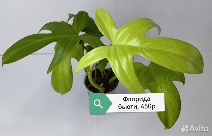 Филодендроны