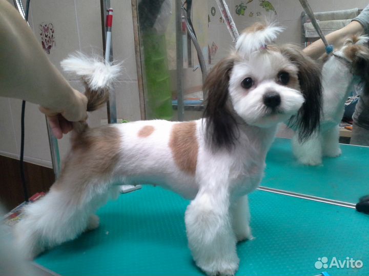 Стрижка, груминг животных (собаки и кошки)