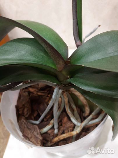 Орхидея фаленопсис