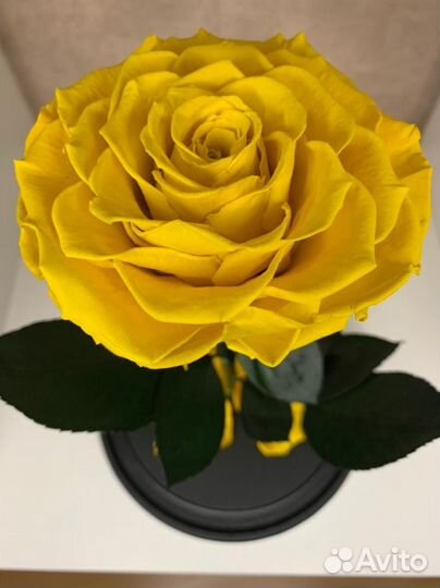 Роза в колбе. Высокое качество