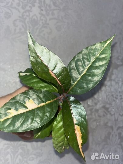 Псевдоэрантемум