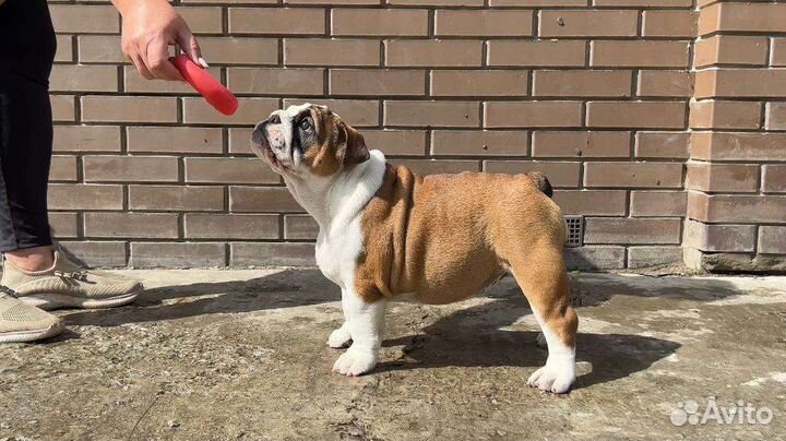 Девочка шоу класса. Соболь с голубым геном