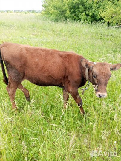 Телочка джерси