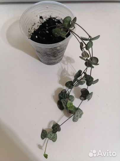 Домашние растения