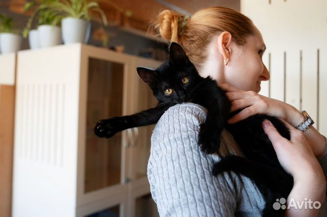 Плюшевые пушистые черные кошки коты в добрые руки объявление продам