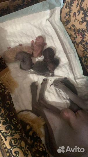 Канадский сфинкс