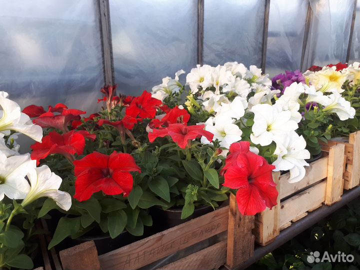 Рассада для дачи