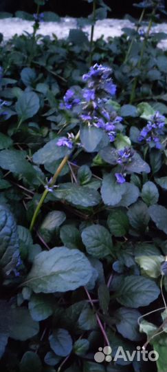 Живучка почвопокровное растение для сада и дачи